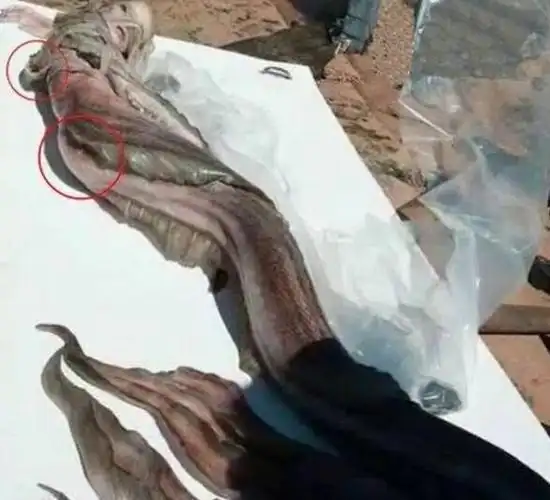 日本活吃美人鱼是怎么回事,是真的还是假的?