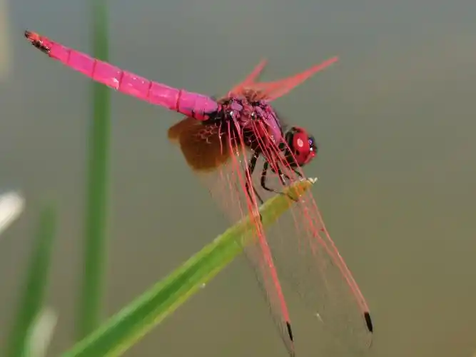 生态红蜻蜓仔细看才发现它竞在进食