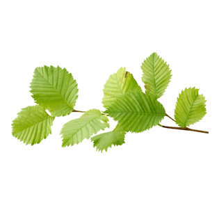 植物绿叶png免抠图素材