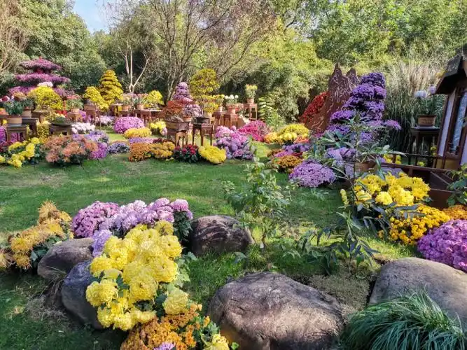 杭州植物园菊花展