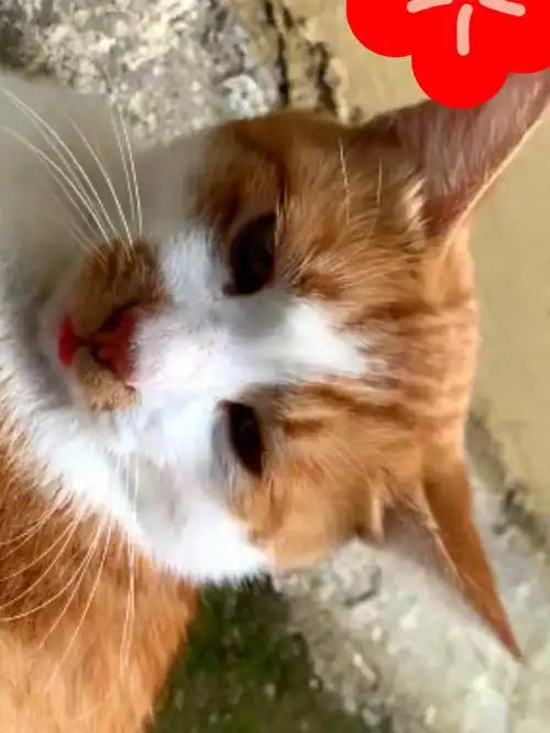 橘猫麻辣串回到喵星也要幸福啊1