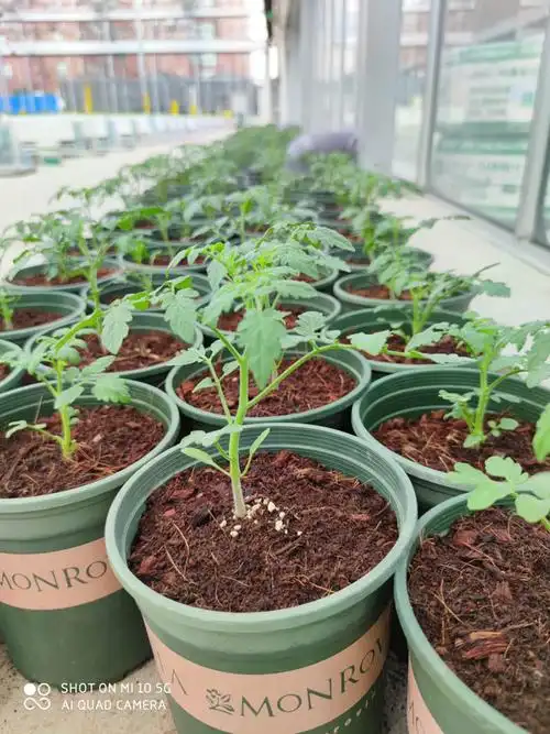 小番茄苗每棵沪樱9号品种