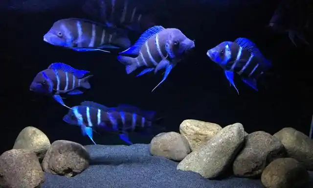 三湖慈鲷鱼属于观赏鱼,它的外表光鲜亮丽十分养眼,但是它的性格却十分