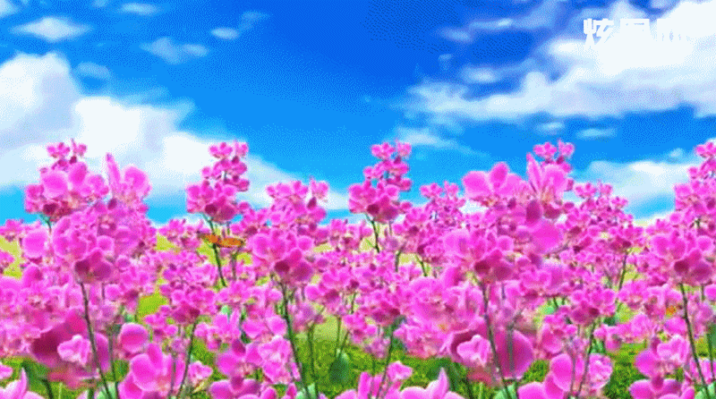 800_446gif 动态图 动图