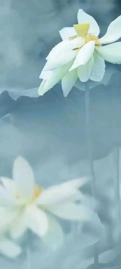 荷花壁纸,静默无言的美,不是短暂的繁华和浮华