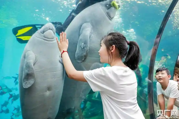 全国首例雌性小西非海牛珠海诞生 首次发现两大海牛验孕法