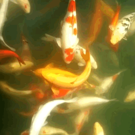 447_447gif 动态图 动图