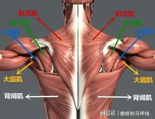 易引发肩关节疼痛的肌肉有哪些干货