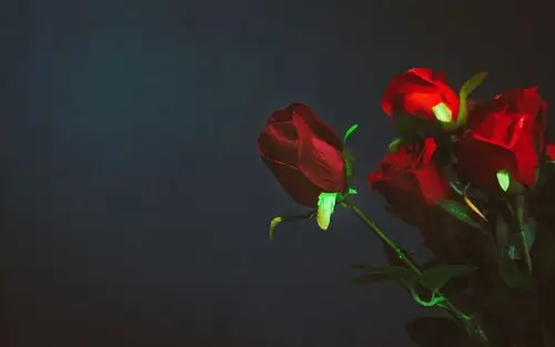 娇艳似火的红玫瑰电脑壁纸高清大图预览1920x1200_植物壁纸下载_美桌