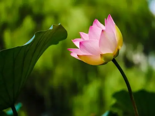 莲花颂——拟人化拍摄荷花