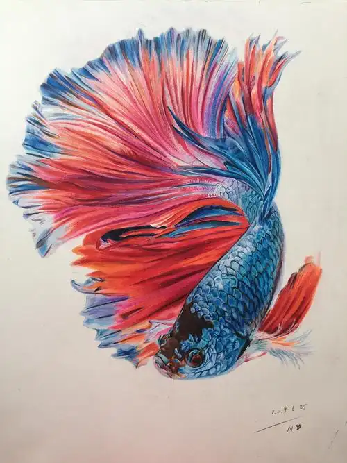 彩铅手绘斗鱼