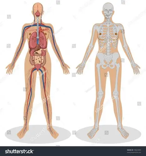 说明人体解剖学的白色背景上的女人-医疗保健,插图/剪贴图-海洛创意(h