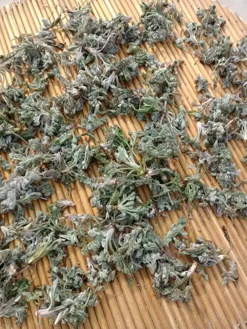 茵陈有降血脂的功效吗(养肝降血压的佳品)4