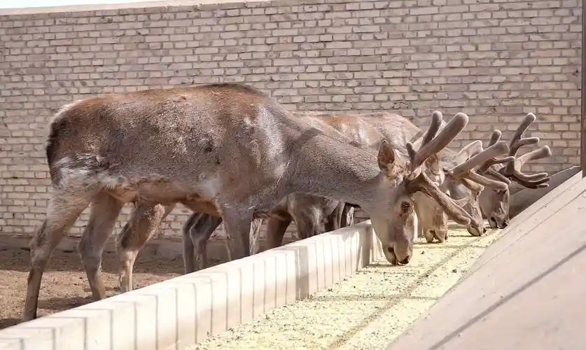 "这些塔里木马鹿的鹿茸长势不错,一定要注意蛋白质饲料的供给.
