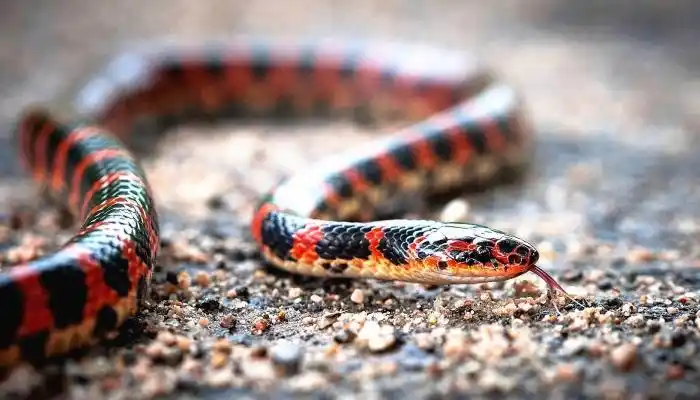 也比较缓慢,当遇到危险的时候,会把头藏在身体下面,摇动尾巴进行警告