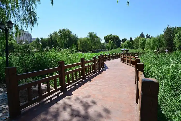 柳荫公园拍夏影