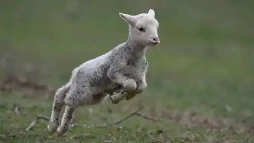 山羊跳跃的动作永远都是这么美的,你看一下是不是非常有劲.