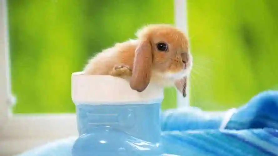 可爱的兔子绿色高清桌面壁纸