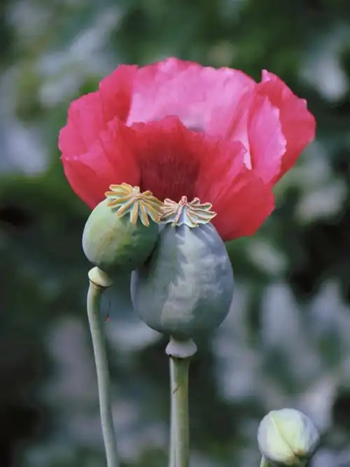 国家植物园活体罂粟展