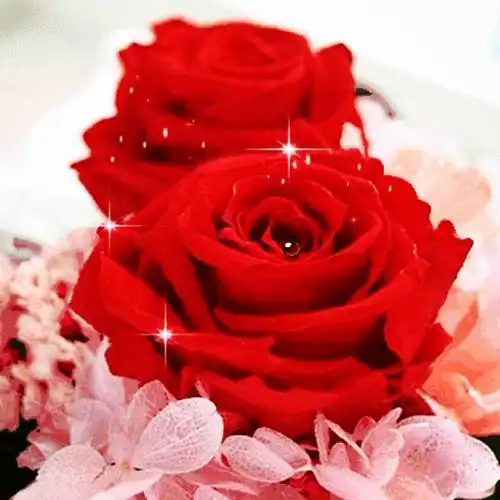 歌曲翻唱《甘心情愿》