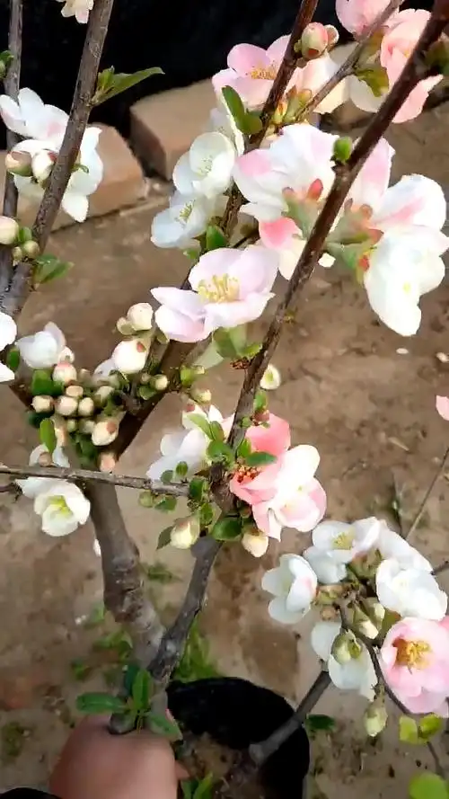 复色海棠花一款可以变色的海棠花