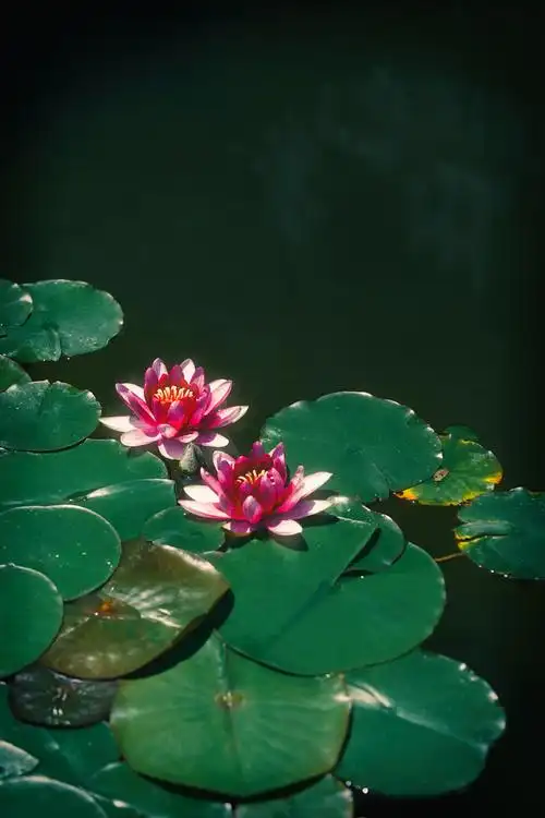 夏日池塘中闪闪发光的莲花