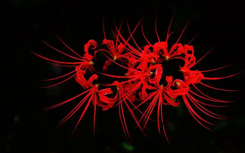 曼珠沙华彼岸花,高清图片,电脑桌面-壁纸族