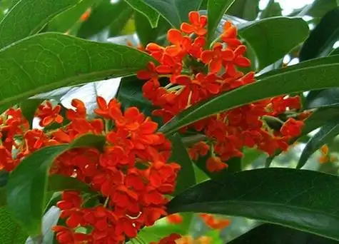 朱砂桂属于常绿的乔木,如果养护的好的话,朱砂桂一年