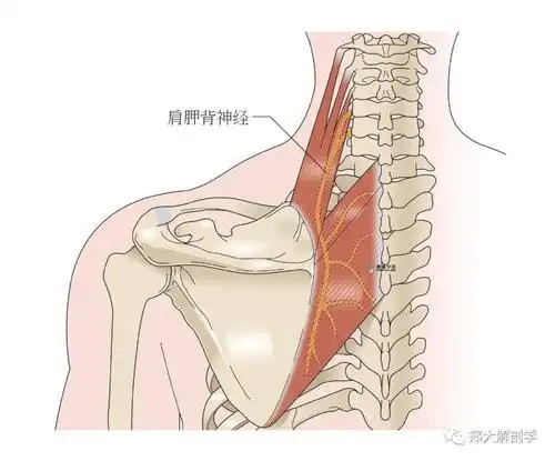 臂丛神经临床检查