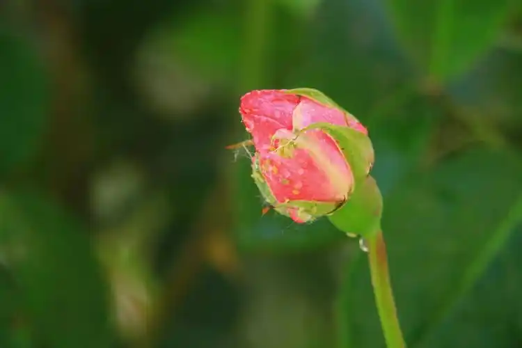 含苞欲放的花骨朵