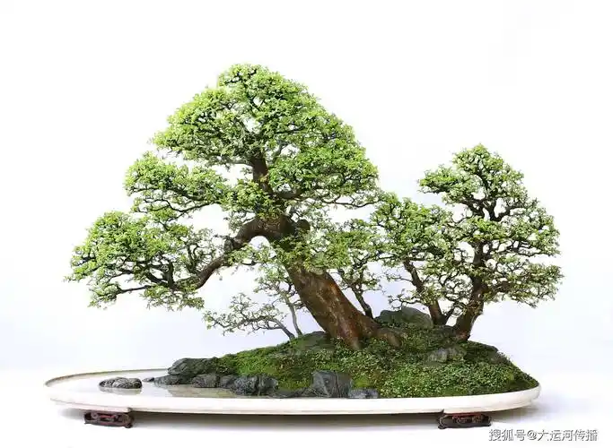 运河之子|赵庆泉: 成名作是《八骏图》扬派盆景走向世界第一人_扬州