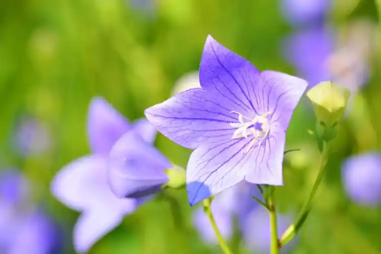 紫蓝色的梦紫蓝色的桔梗花原创摄影