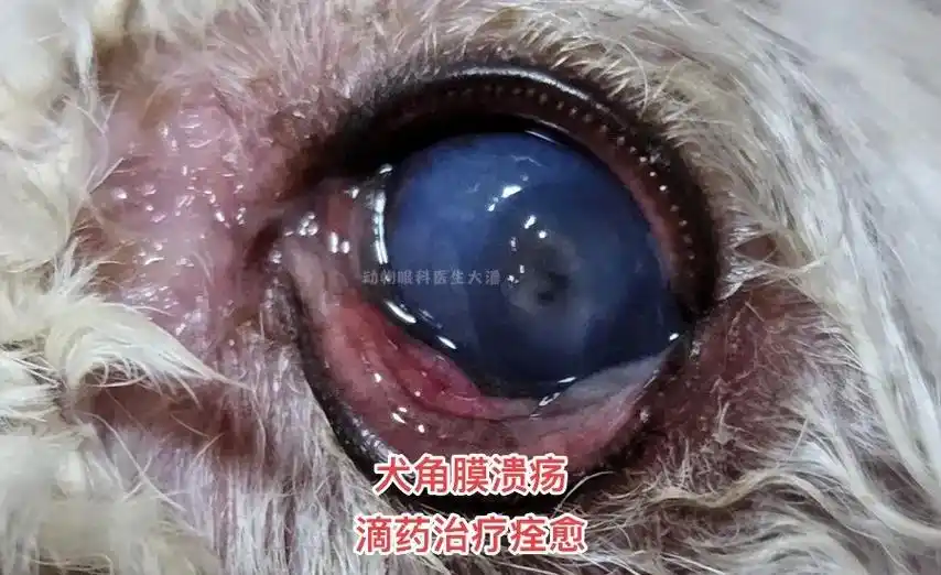 狗狗眼睛发炎,发蓝发白,糜烂,治疗痊愈.图中是来自青岛当地的 - 抖音