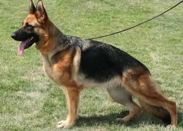 大型宠物犬品种大全,宠物大型犬品种大全(盘点6种被"禁养"的大型猛犬)