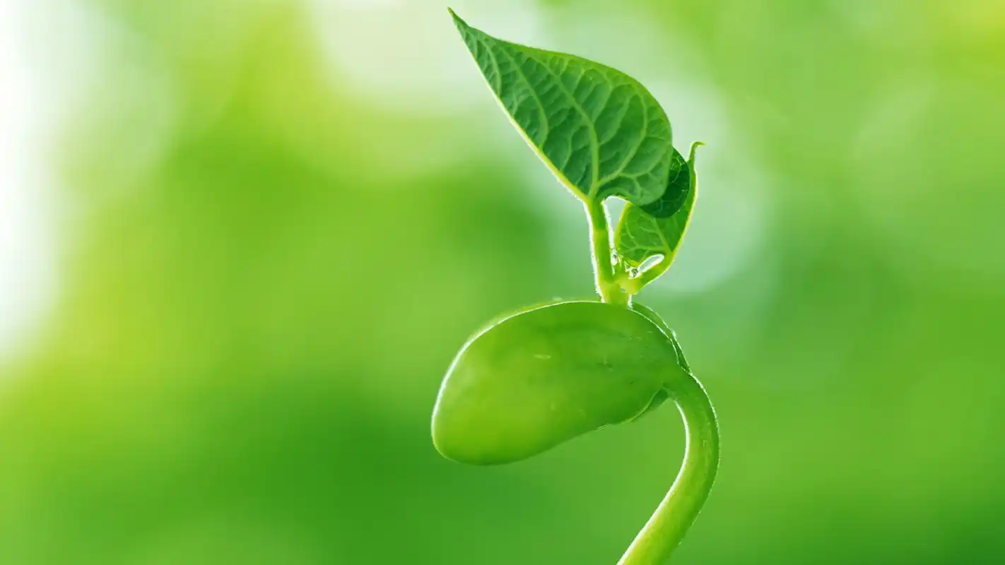 首页 桌面壁纸 植物壁纸 小清新绿色嫩芽摄影高清宽屏壁纸 1920_1080
