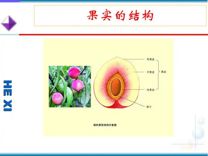 果实的结构与类型1