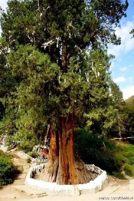 西藏自治区林芝市巨柏林旅游景点