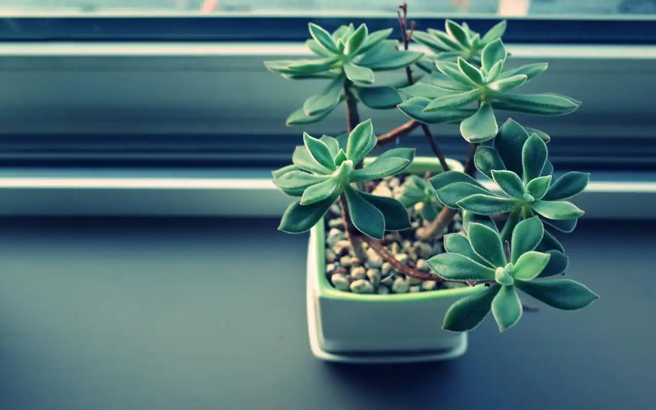 唯美/意境/清新/养眼/简单/繁杂/纯色主调/复古/ /沈弑挽/壁纸/素材