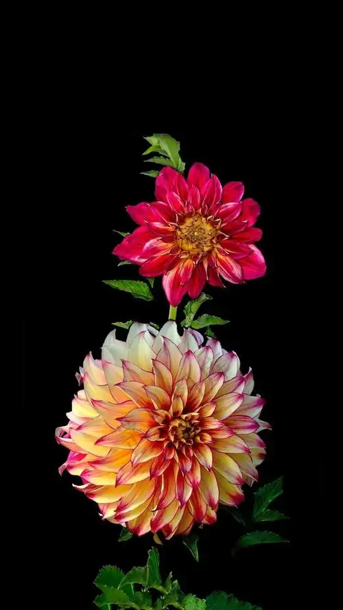 700_1244竖版 竖屏