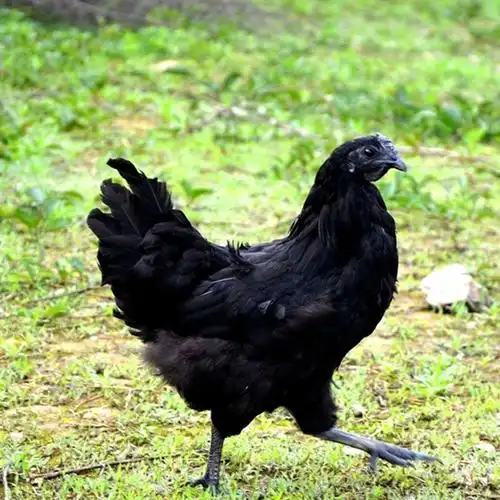 黑羽乌骨鸡
