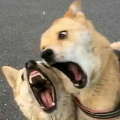 一组沙雕情头逗比可爱情侣头像. [/cp]