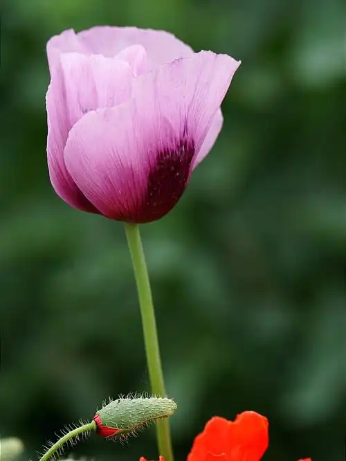 紫色的魅惑罂粟花拍摄于国家植物园南园