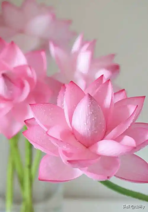 一朵粉红色的荷花,亭亭玉立