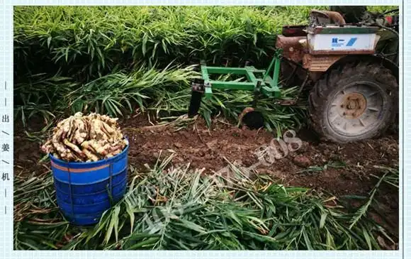 产品库 收获机械 蔬果收获机械 大葱收获机 收姜机械     一, 大姜