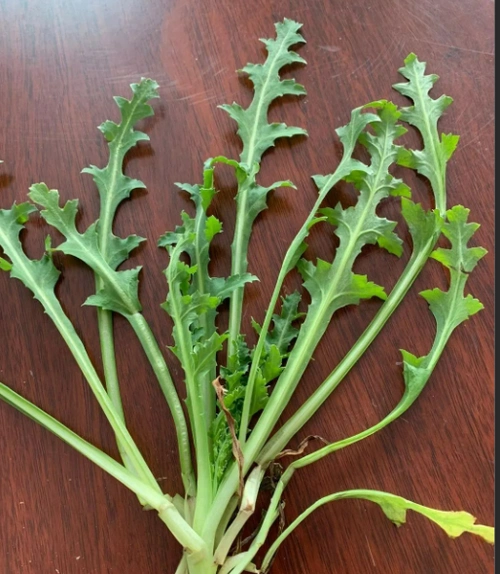 罂粟嫩苗(罂粟嫩苗有毒吗)