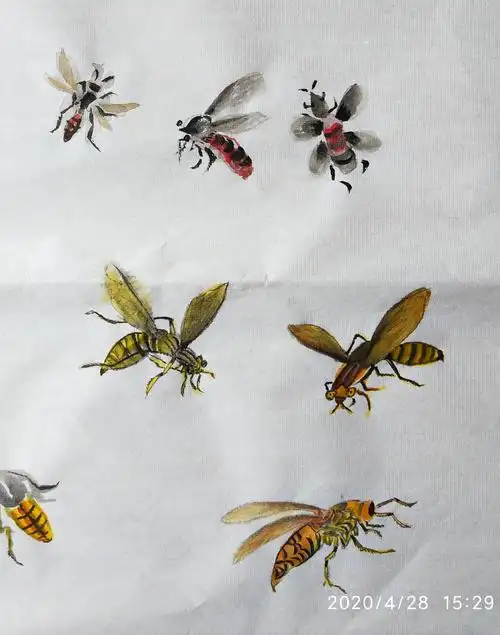 杨秀华国画网络课第十一节《蜜蜂的画法》 写美篇杨秀华 中国工笔画