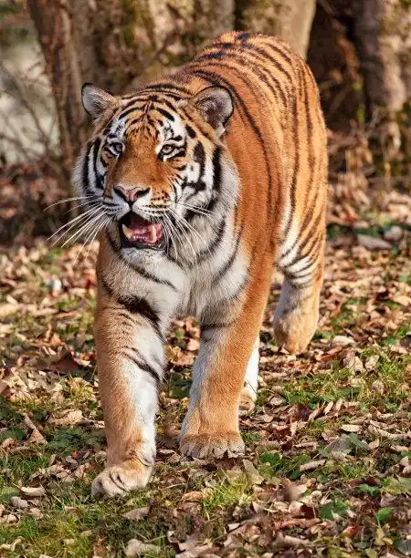 老虎照片摄影图片