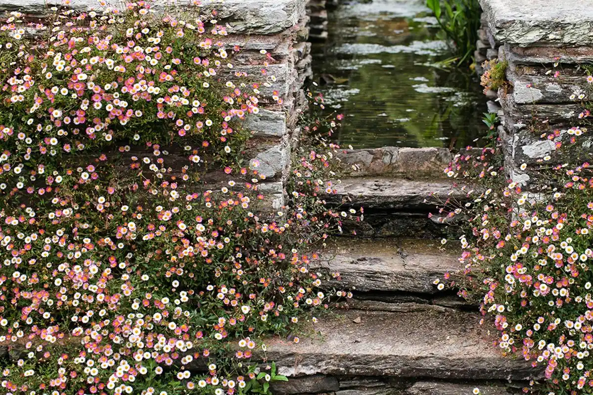 墨西哥飞蓬就是那种即使在石头缝里都可以爆出花来的植物,环境适应性