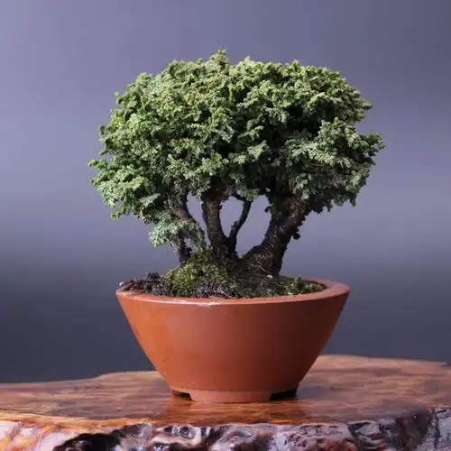 怡景园 日本小品石化桧 微型盆景高档盆栽 实物拍摄 仅此一盆