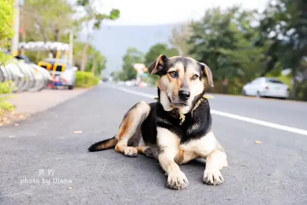 一只在路边等主人回家的狗狗,望眼欲穿的小表情